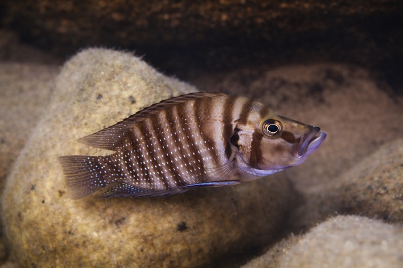 Altolamprologus compressiceps 'Katoto'